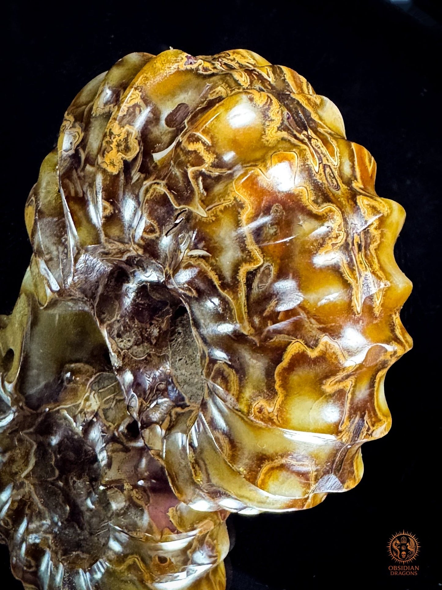 Crâne en ammonite fossile Douveilliceras – Collection - obsidian dragons