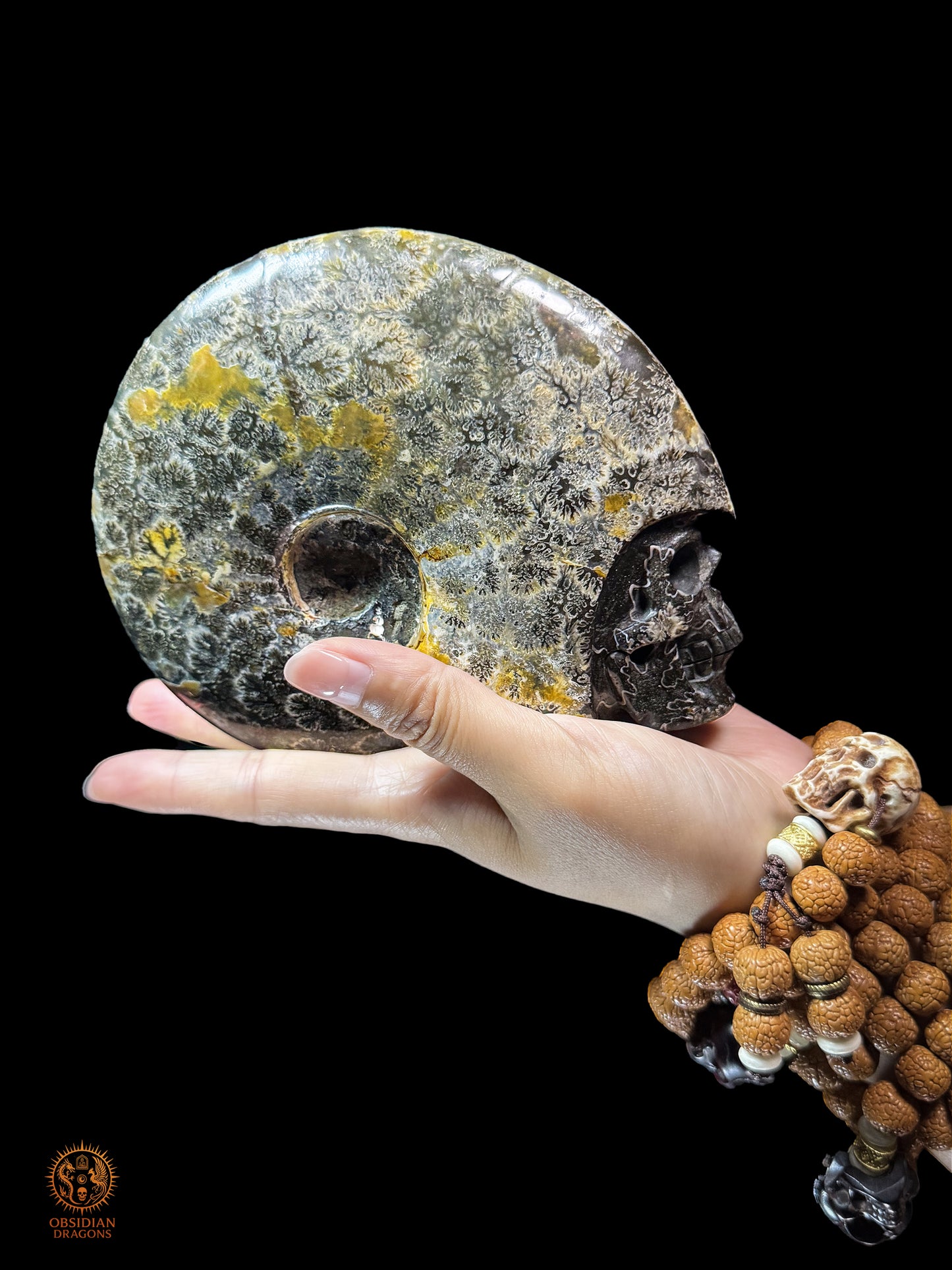 Crâne en ammonite fossile Cleoniceras de Madagascar - Unique