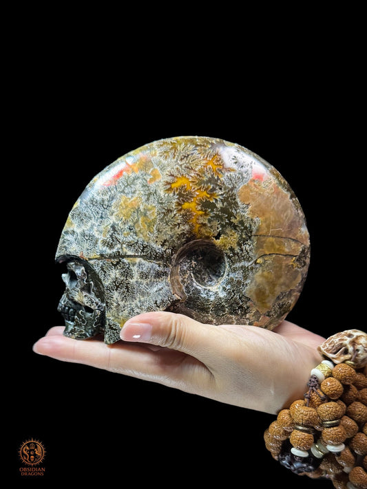 Crâne en ammonite fossile Cleoniceras de Madagascar - Unique