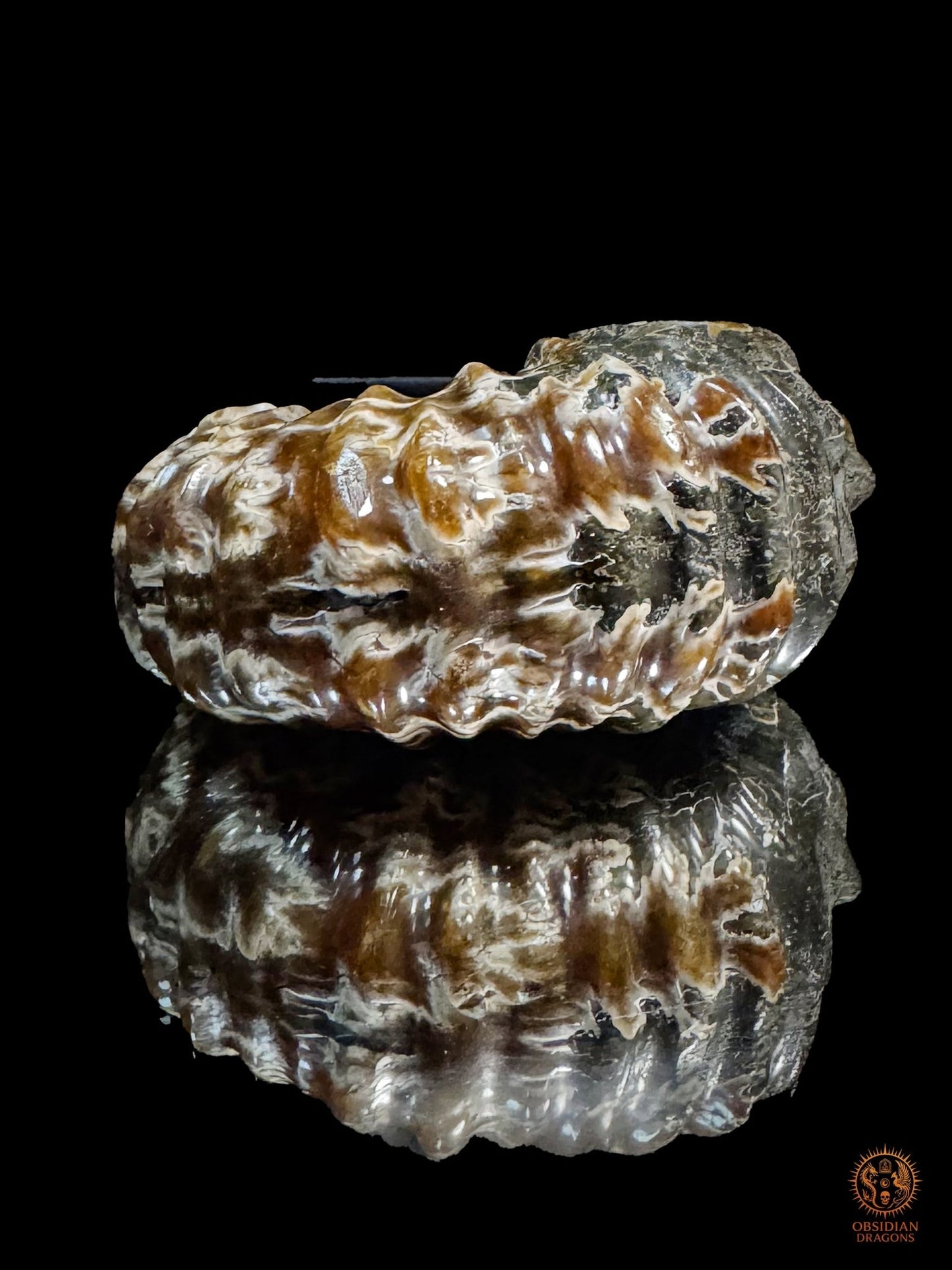 Crâne en ammonite fossile Douvilleiceras de Madagascar