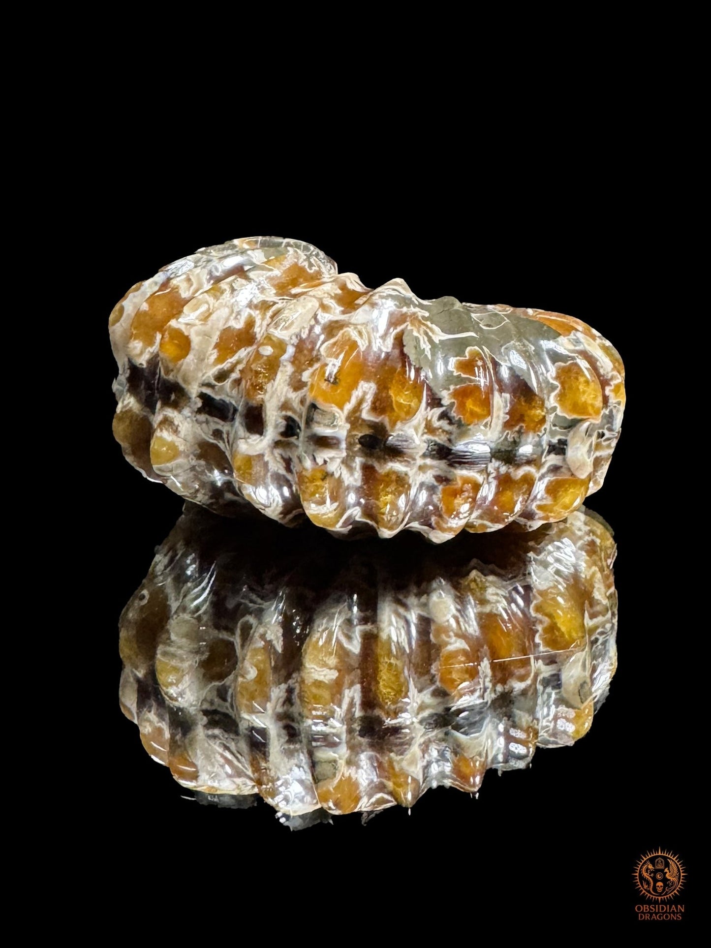 Crâne en ammonite fossile Douvilleiceras du Crétacé - rare