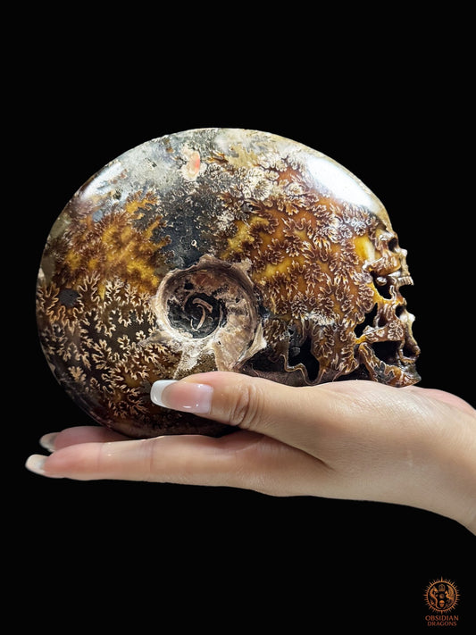 Double crâne sculpté dans une ammonite fossile Cleoniceras