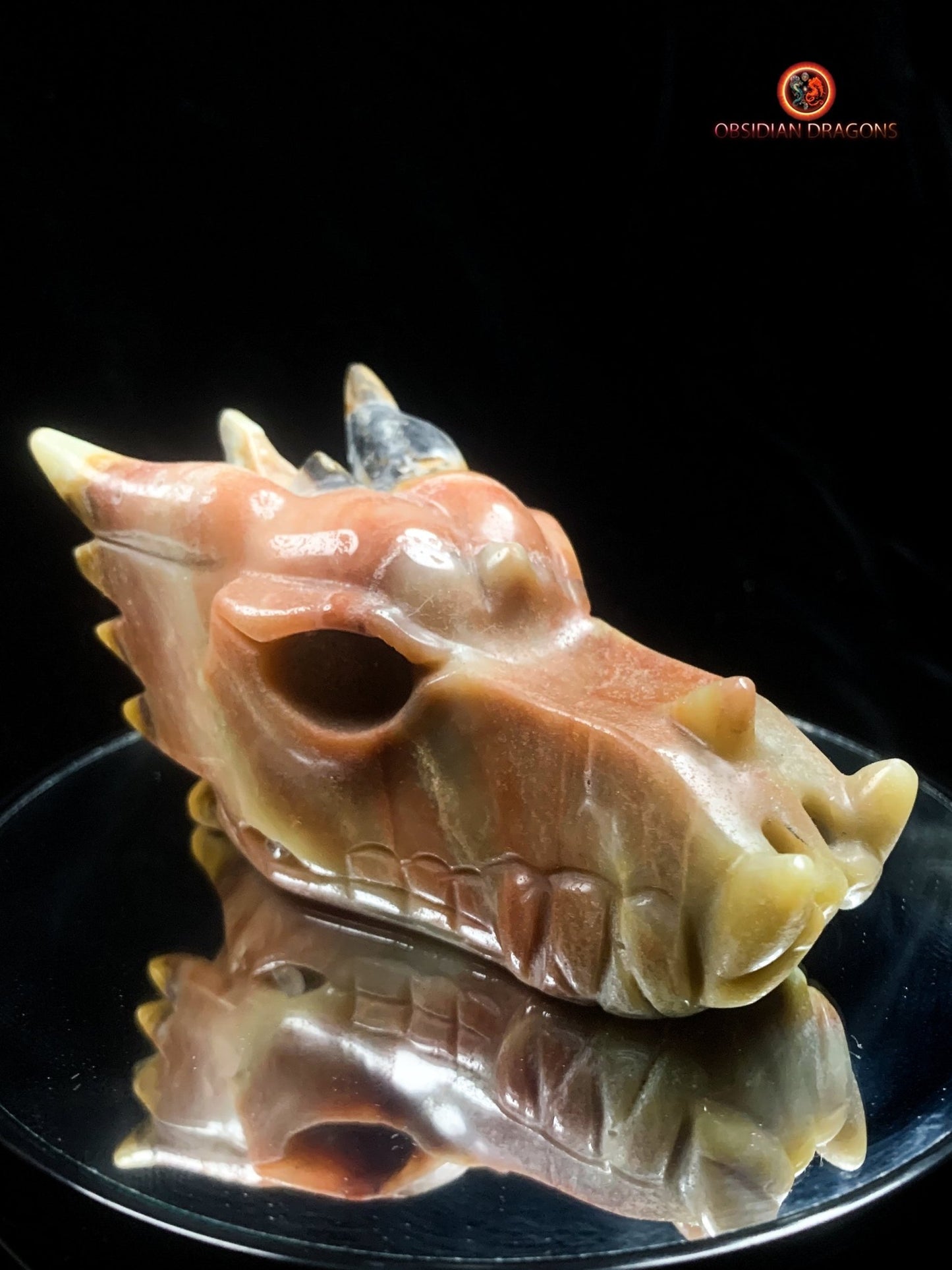 Crâne de dragon en aragonite- méditation draconique | obsidian dragons