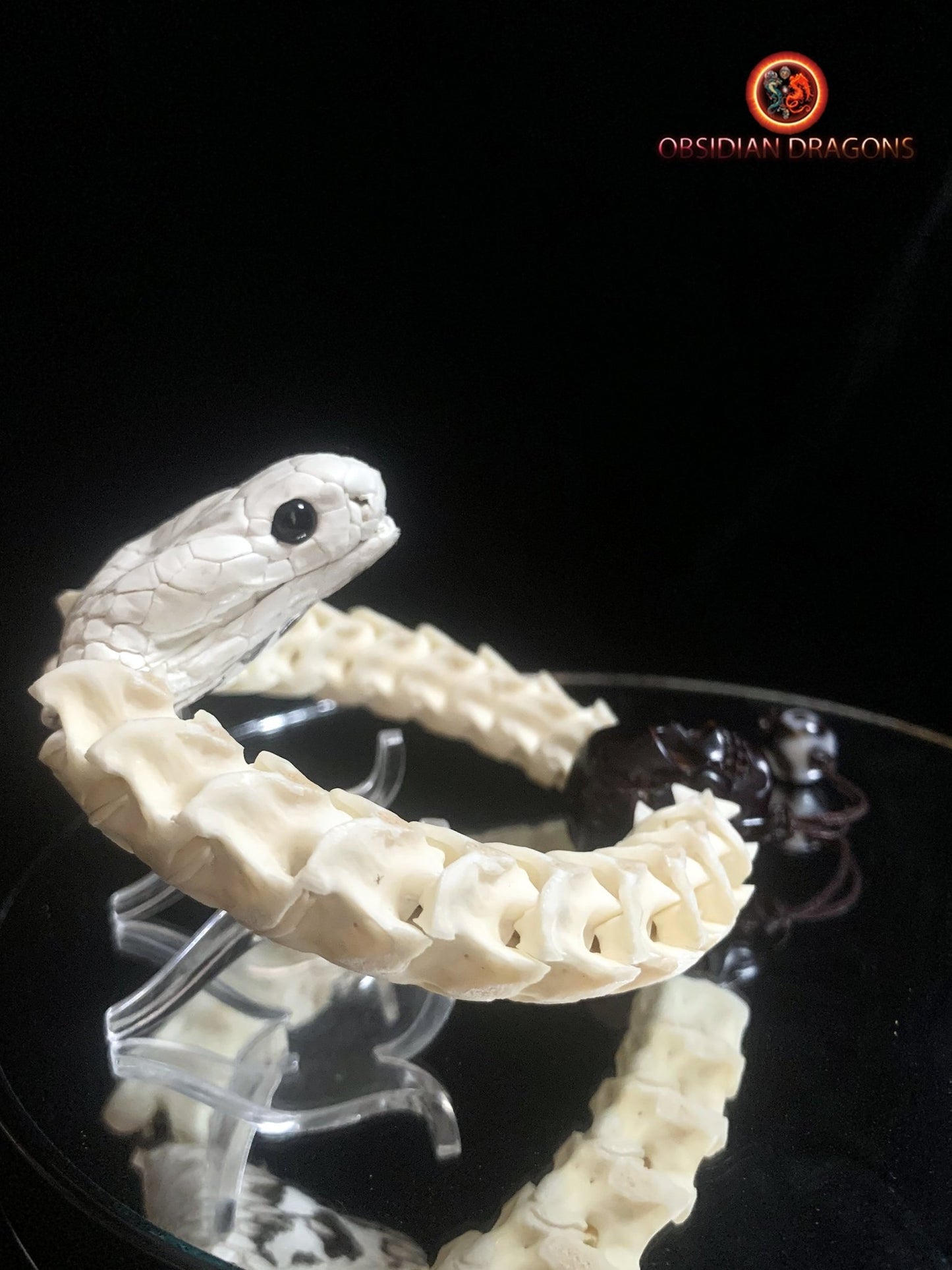 Bracelet en vertèbres de serpent- Tête de cobra naturalisée