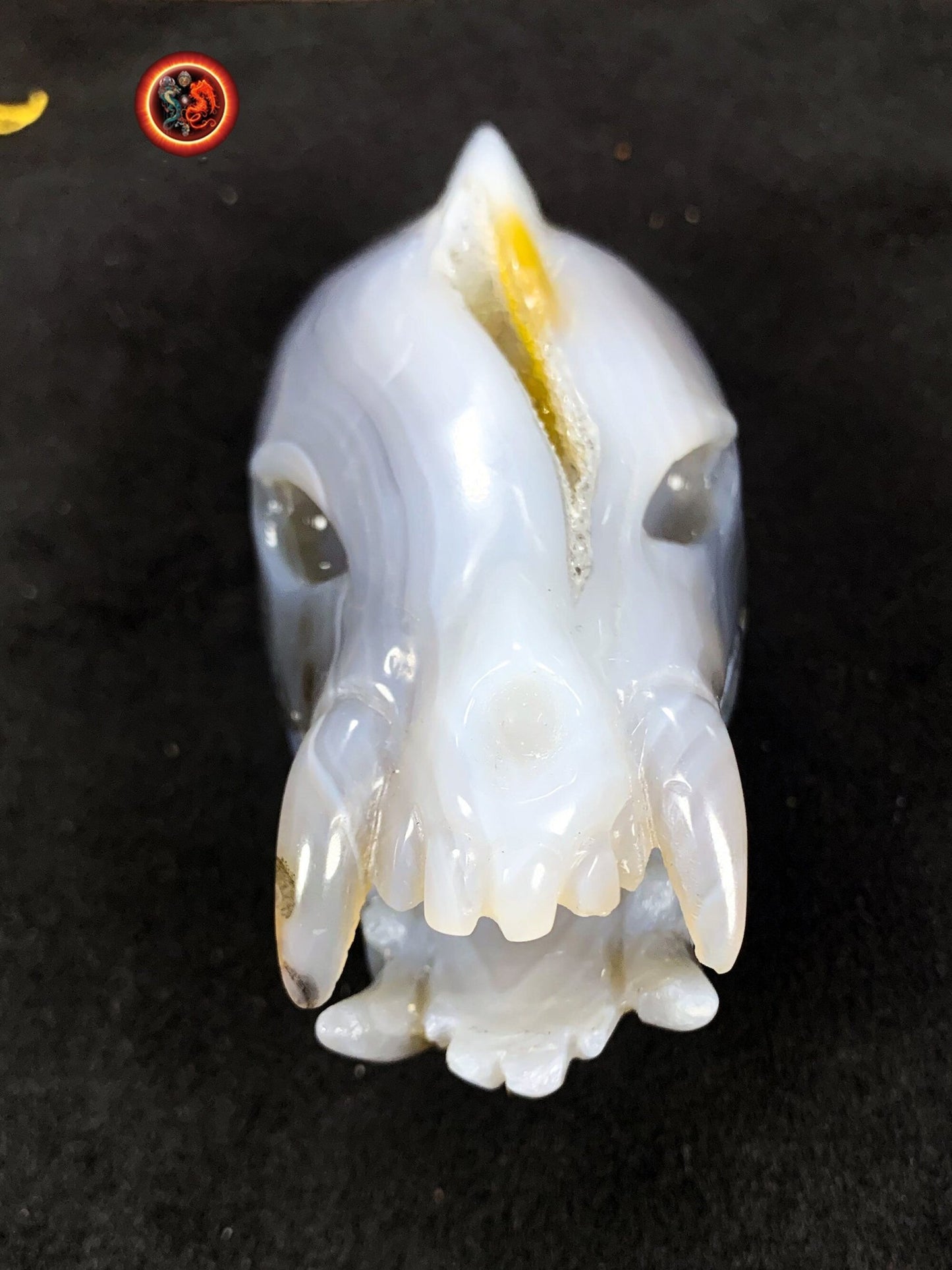 Crane de protection. Leopard Zheng. Dragon. Aspirateur d'energie impure, garant de l'ordre cosmique. Crane de dragon, sculpté dans une geode - obsidian dragon