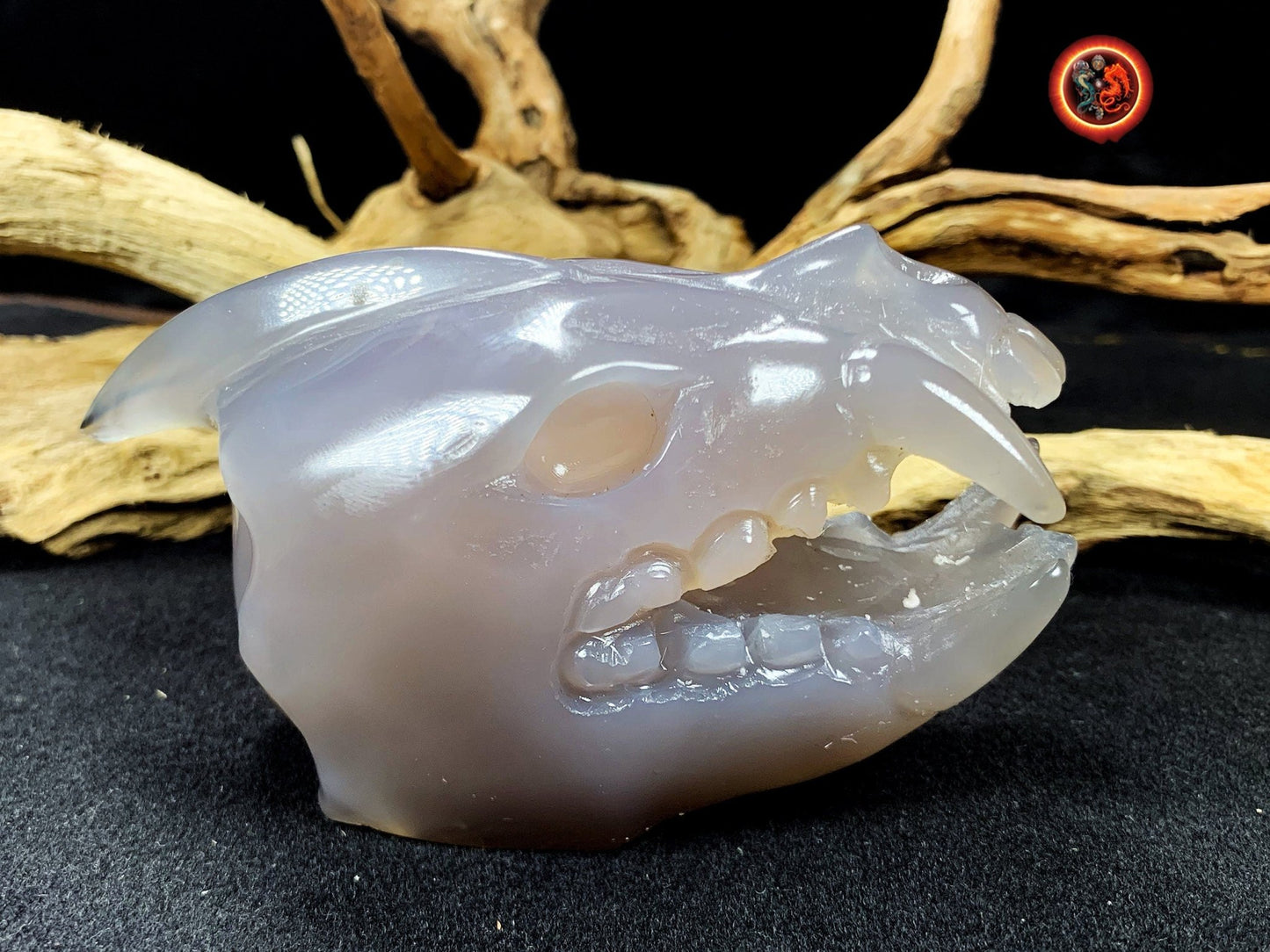 Crane de protection. Leopard Zheng. Dragon. Aspirateur d'energie impure, garant de l'ordre cosmique. Crane de dragon, sculpté dans une geode - obsidian dragon