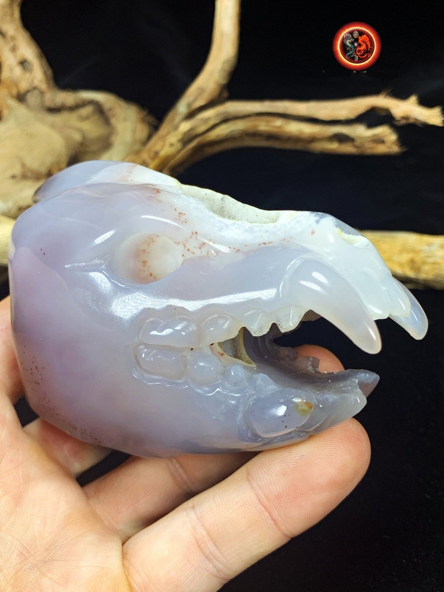 Crane de protection. Leopard Zheng. Dragon. Aspirateur d'energie impure, garant de l'ordre cosmique. Crane de dragon, sculpté dans une geode - obsidian dragon