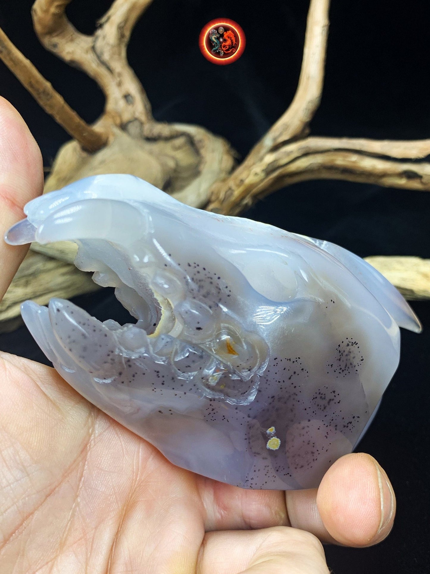 Crane de protection. Leopard Zheng. Dragon. Aspirateur d'energie impure, garant de l'ordre cosmique. Crane de dragon, sculpté dans une geode - obsidian dragon