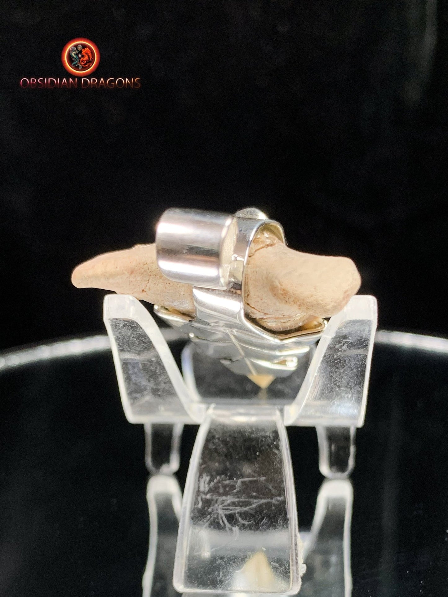 Pendentif Dent de Requin - Palaeocarcharodon - Argent & Jade