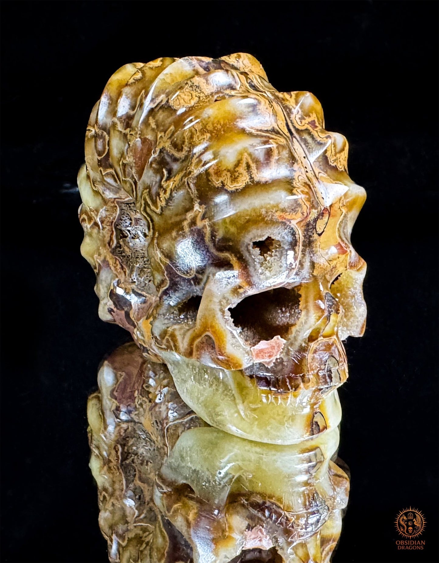 Crâne en ammonite fossile Douveilliceras – Collection | obsidian dragons