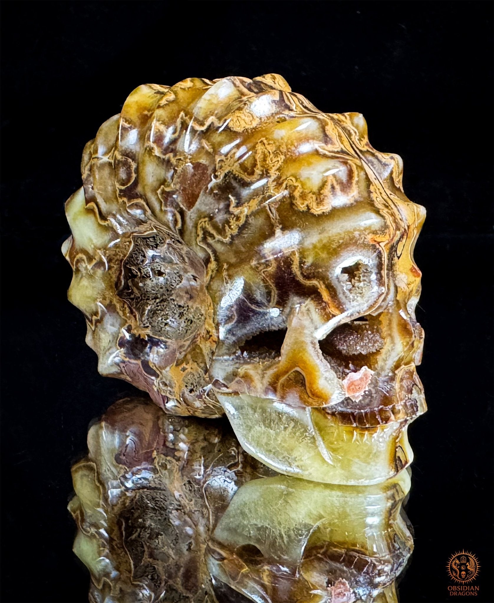 Crâne en ammonite fossile Douveilliceras – Collection | obsidian dragons