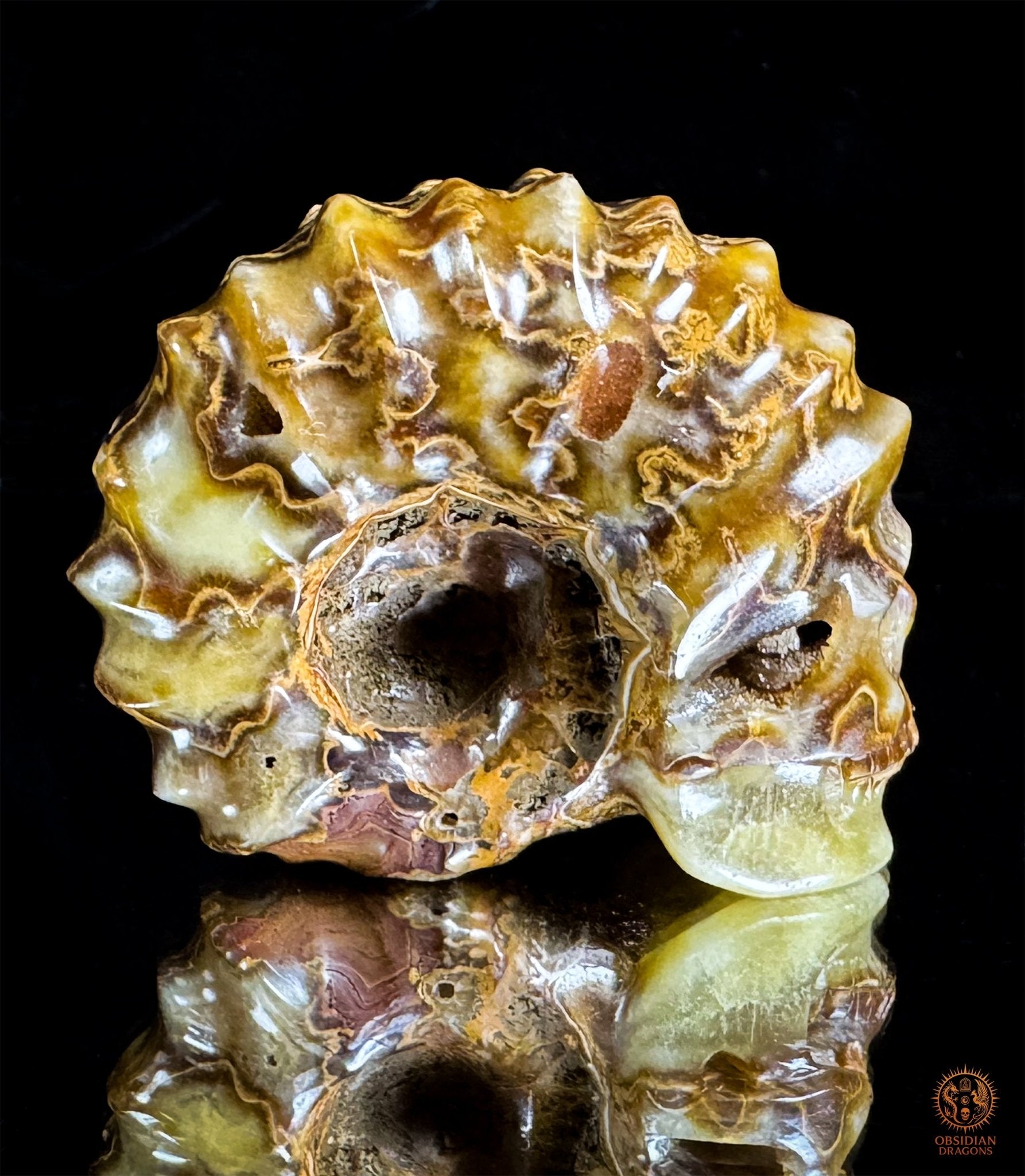 Crâne en ammonite fossile Douveilliceras – Collection | obsidian dragons