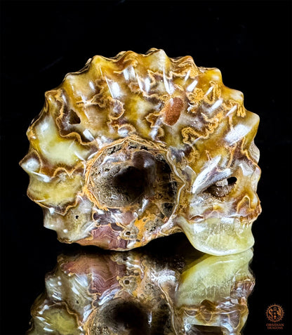 Crâne en ammonite fossile Douveilliceras – Collection | obsidian dragons