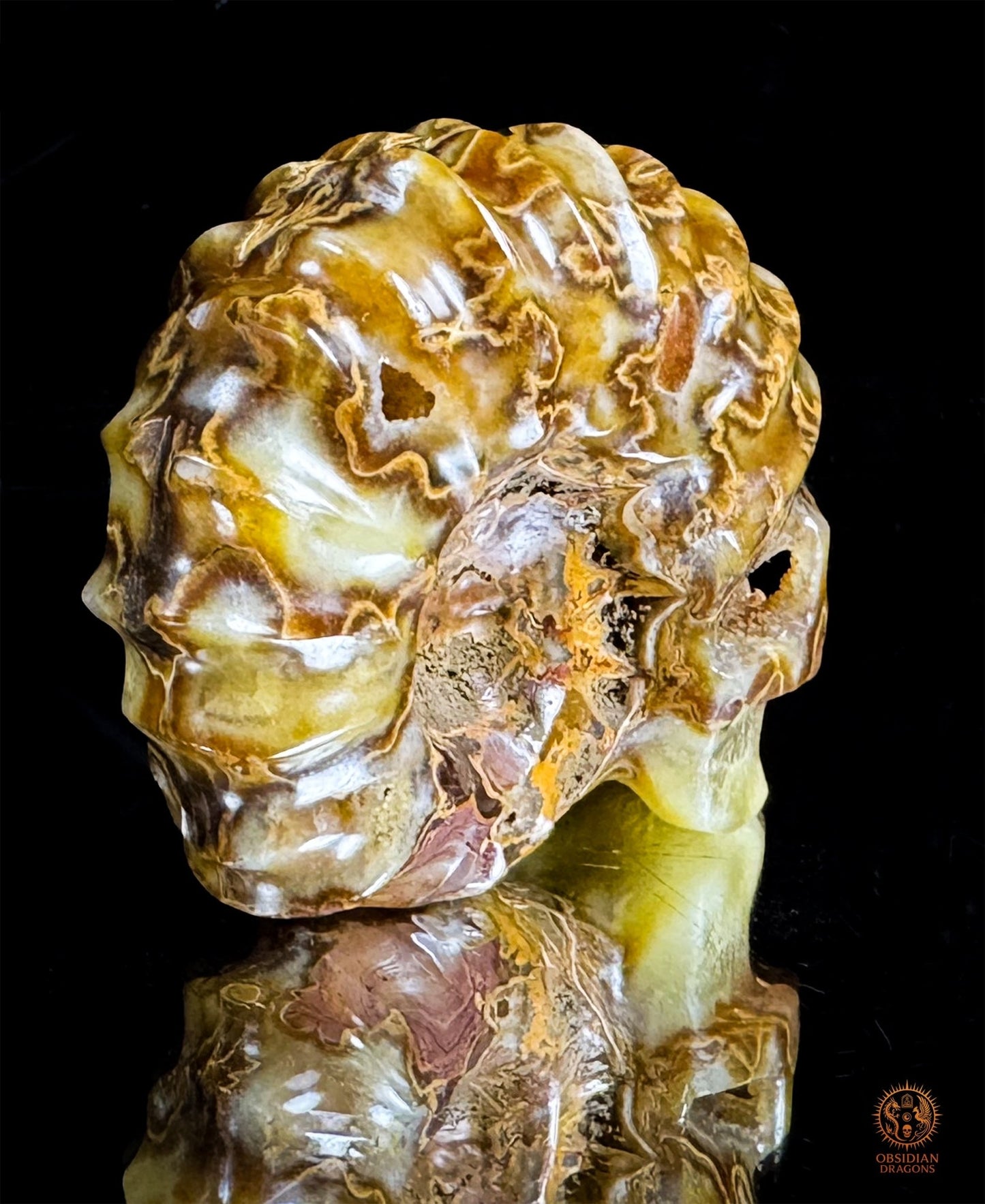 Crâne en ammonite fossile Douveilliceras – Collection | obsidian dragons