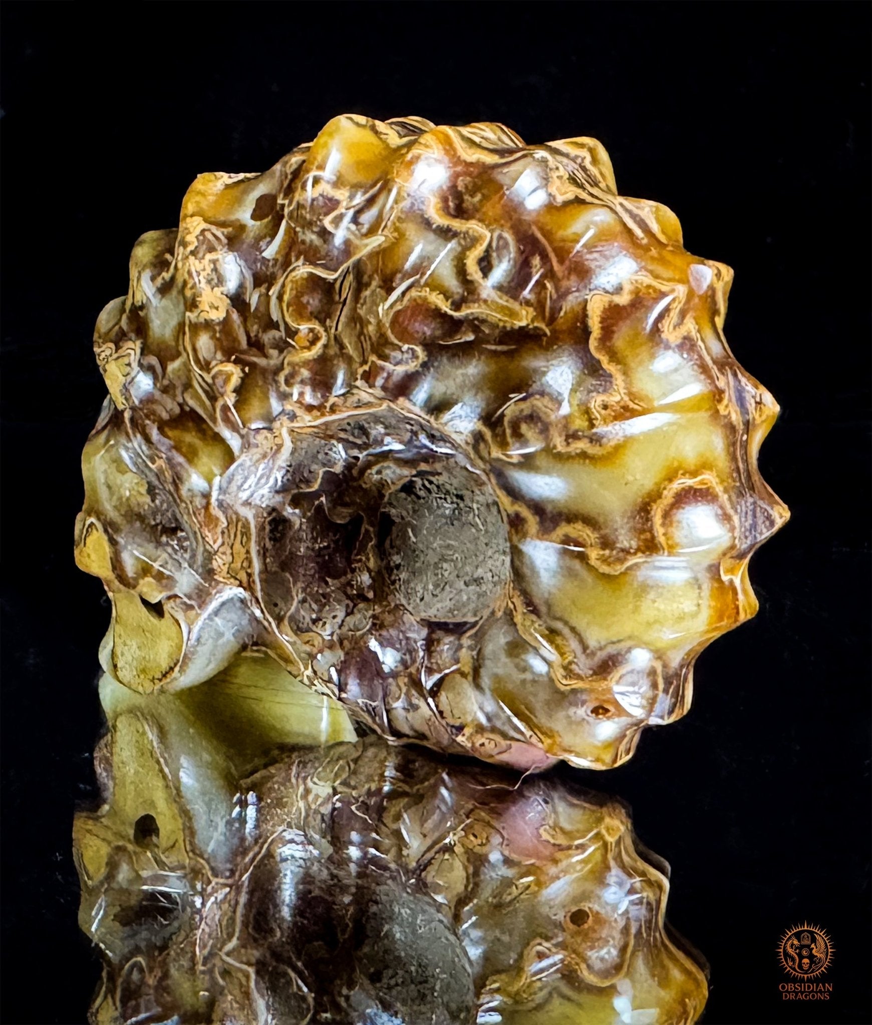 Crâne en ammonite fossile Douveilliceras – Collection | obsidian dragons