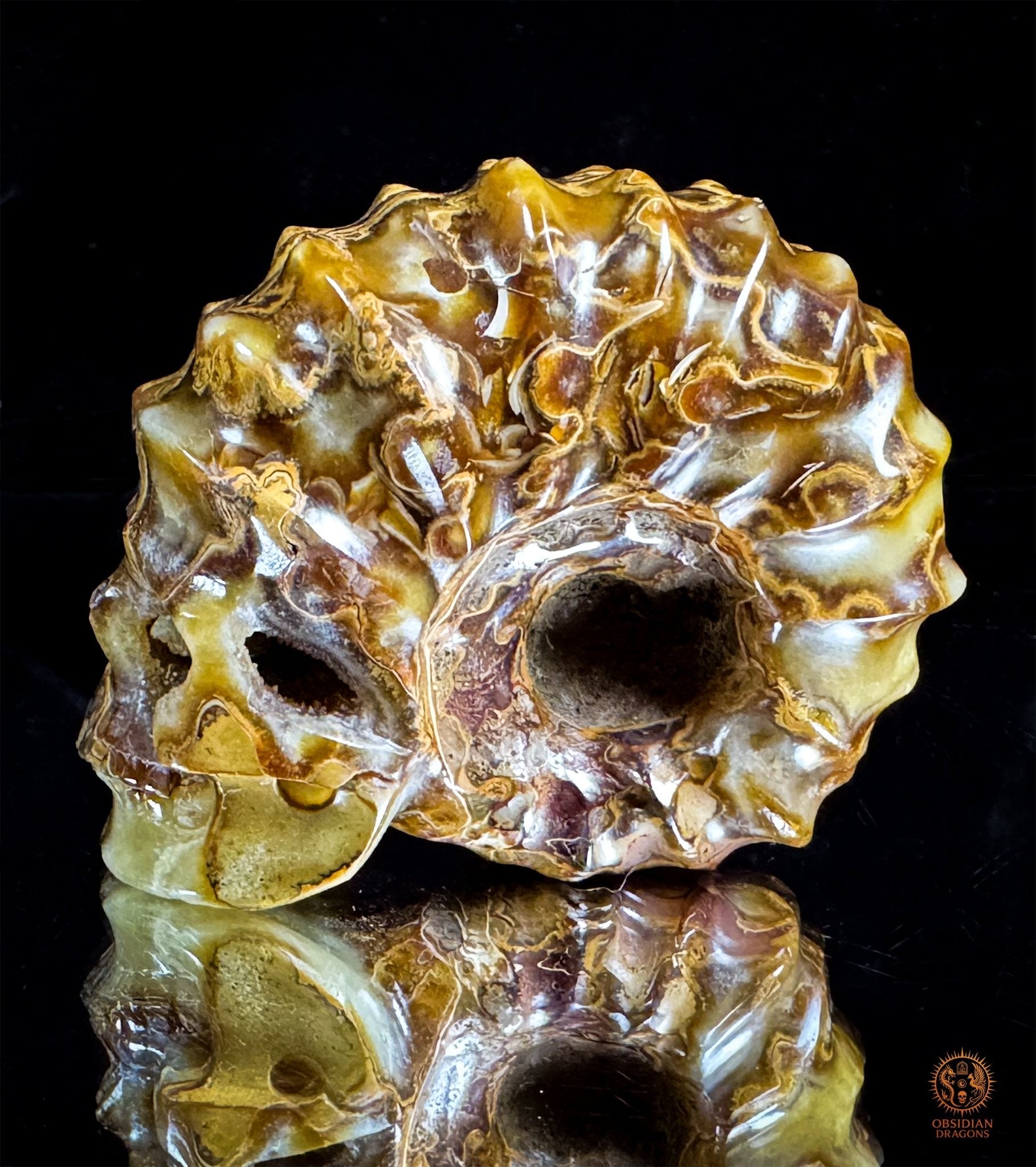 Crâne en ammonite fossile Douveilliceras – Collection | obsidian dragons