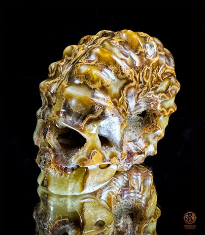 Crâne en ammonite fossile Douveilliceras – Collection | obsidian dragons