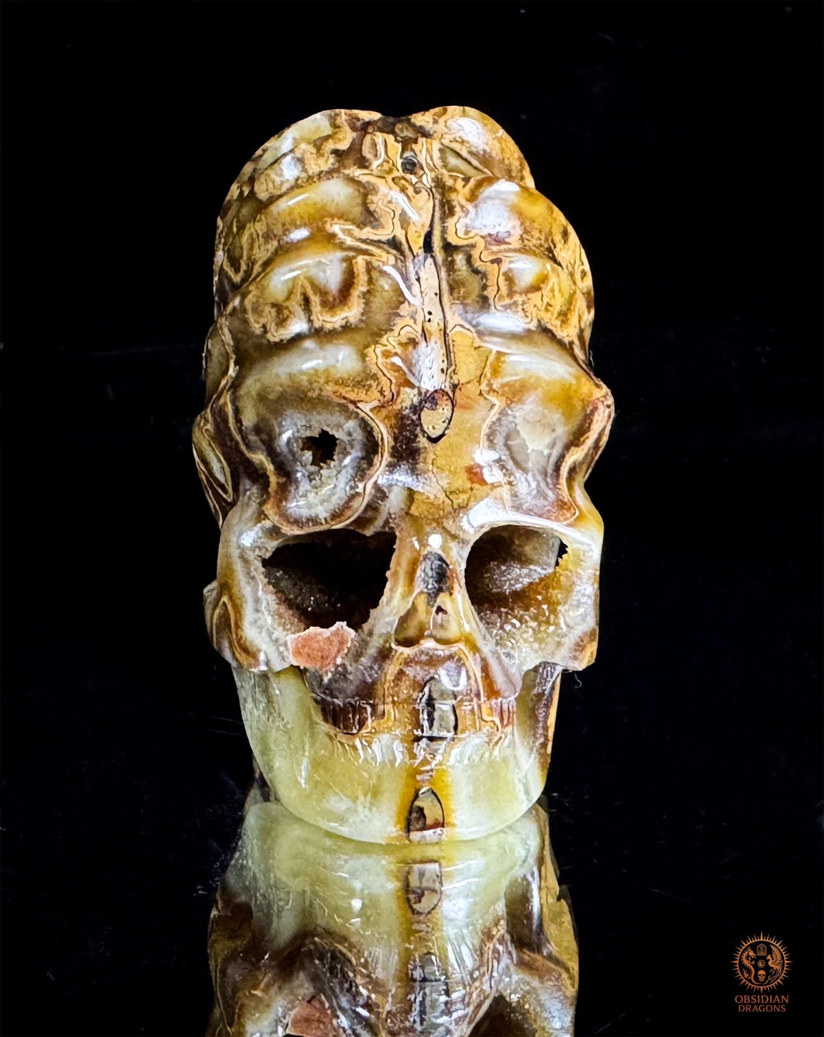 Crâne en ammonite fossile Douveilliceras – Collection - obsidian dragons