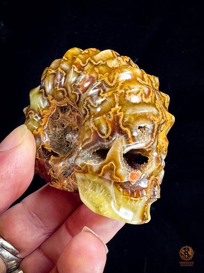 Crâne en ammonite fossile Douveilliceras – Collection | obsidian dragons