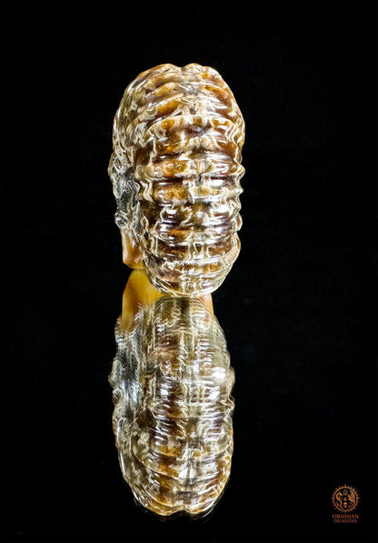 crâne en ammonite fossile agatisée - sculpture exceptionnelle | obsidian dragons