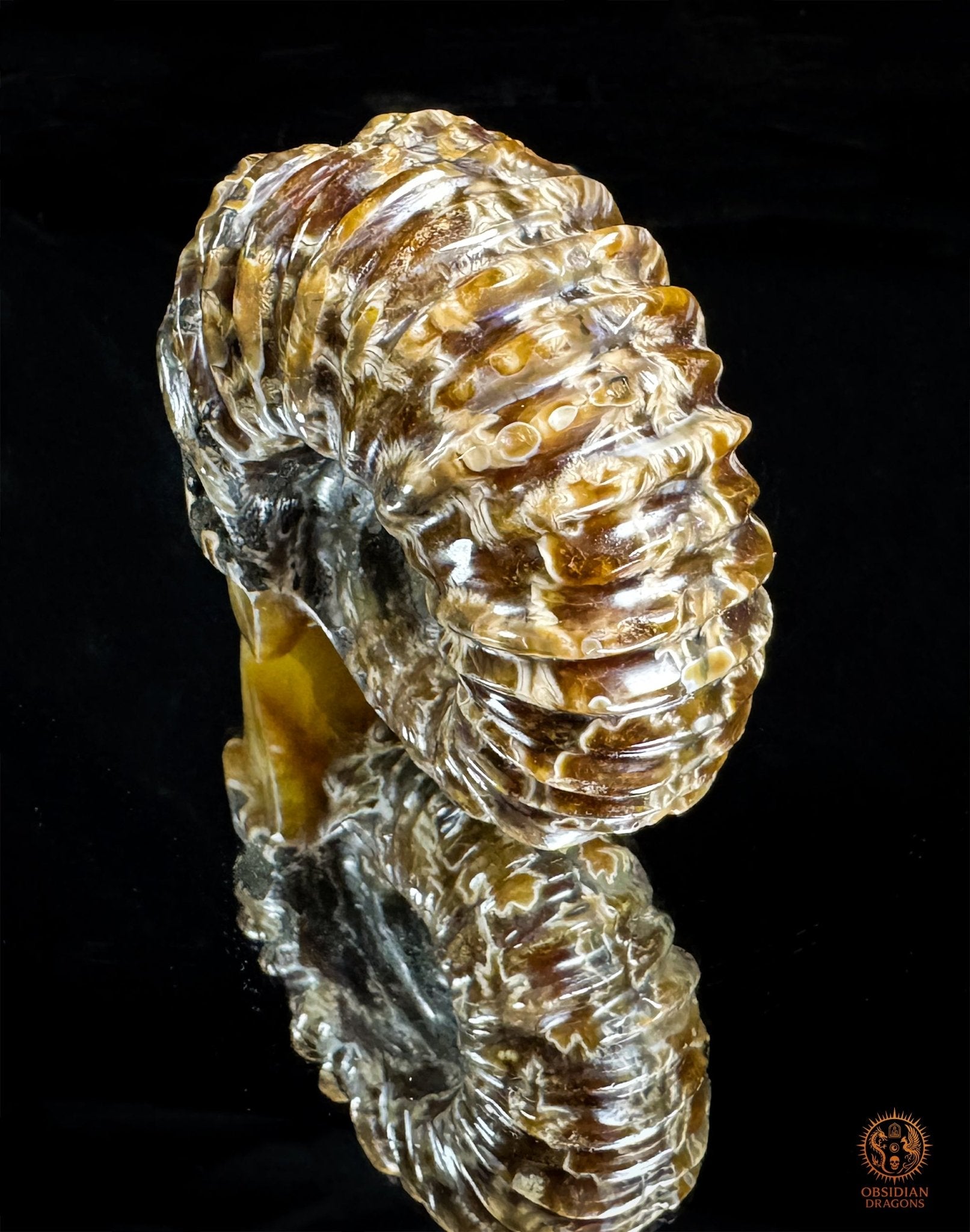 crâne en ammonite fossile agatisée - sculpture exceptionnelle | obsidian dragons