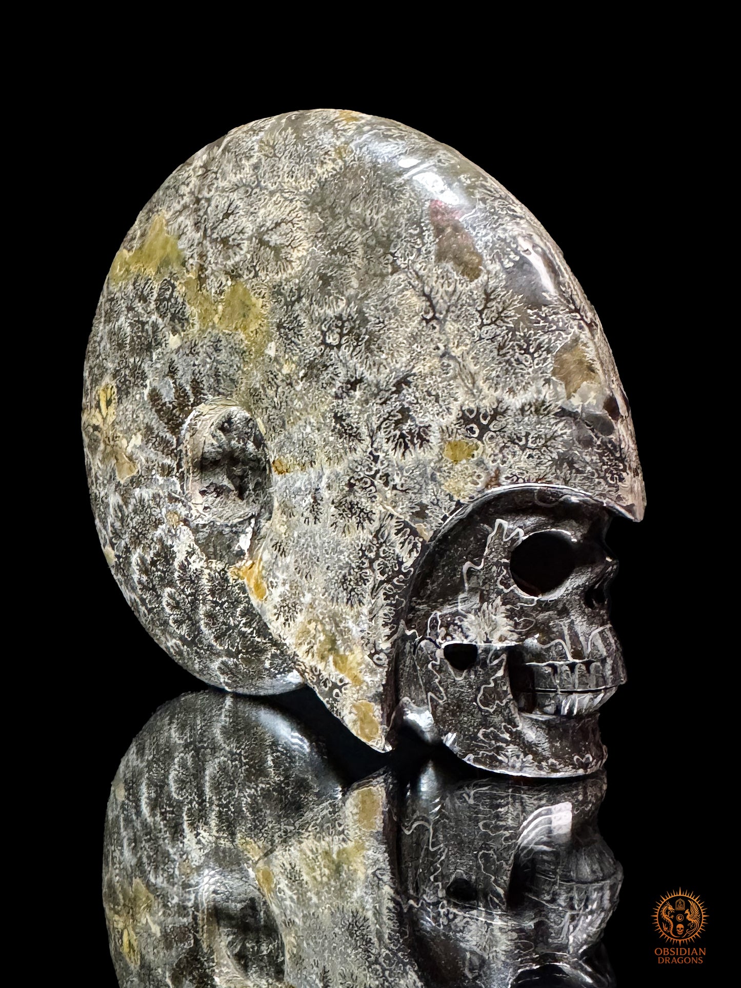 Crâne en ammonite fossile Cleoniceras de Madagascar - Unique