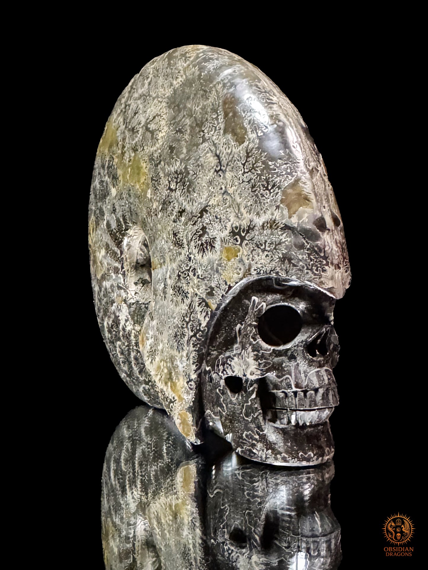 Crâne en ammonite fossile Cleoniceras de Madagascar - Unique
