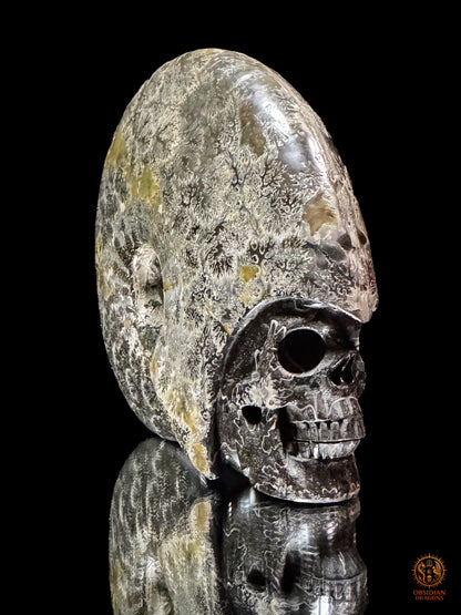 Crâne en ammonite fossile Cleoniceras de Madagascar - Unique