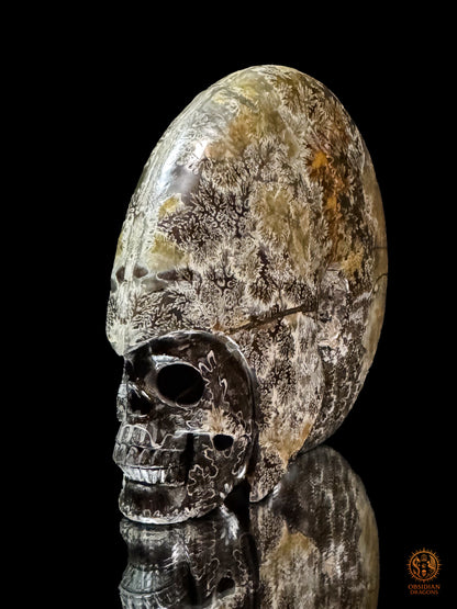 Crâne en ammonite fossile Cleoniceras de Madagascar - Unique