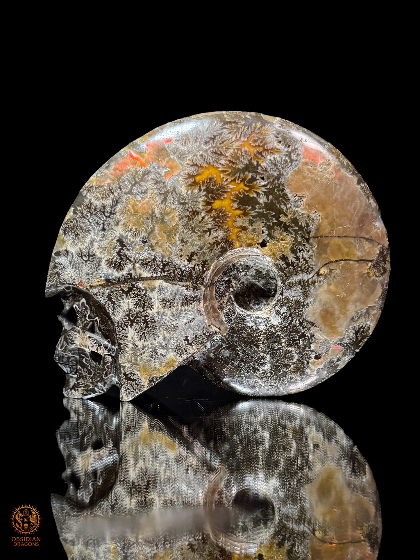 Crâne en ammonite fossile Cleoniceras de Madagascar - Unique