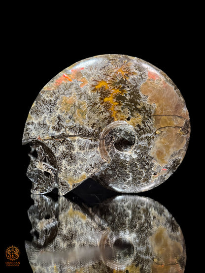 Crâne en ammonite fossile Cleoniceras de Madagascar - Unique