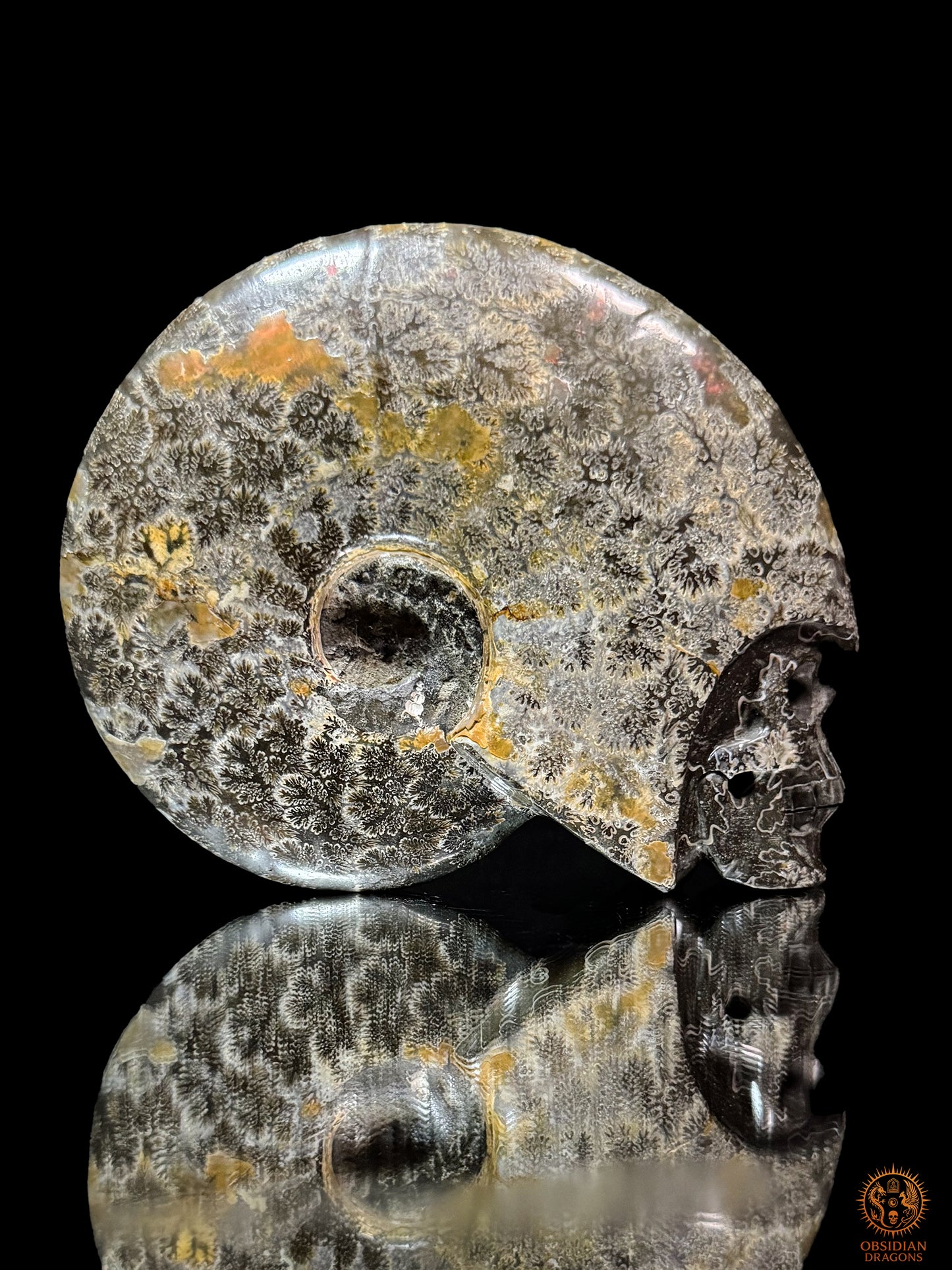 Crâne en ammonite fossile Cleoniceras de Madagascar - Unique