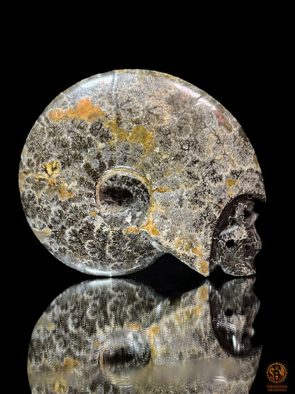 Crâne en ammonite fossile Cleoniceras de Madagascar - Unique