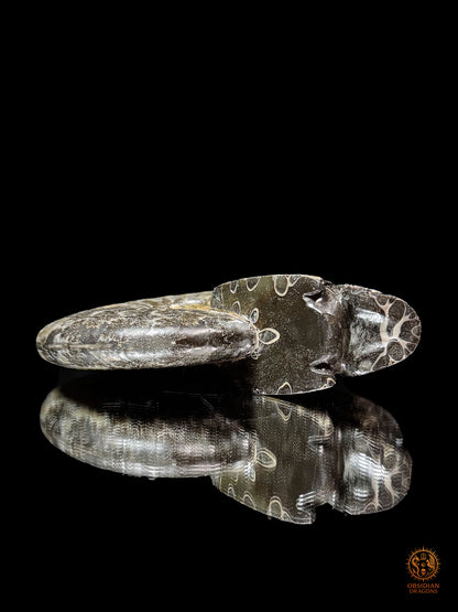Crâne en ammonite fossile Cleoniceras de Madagascar - Unique