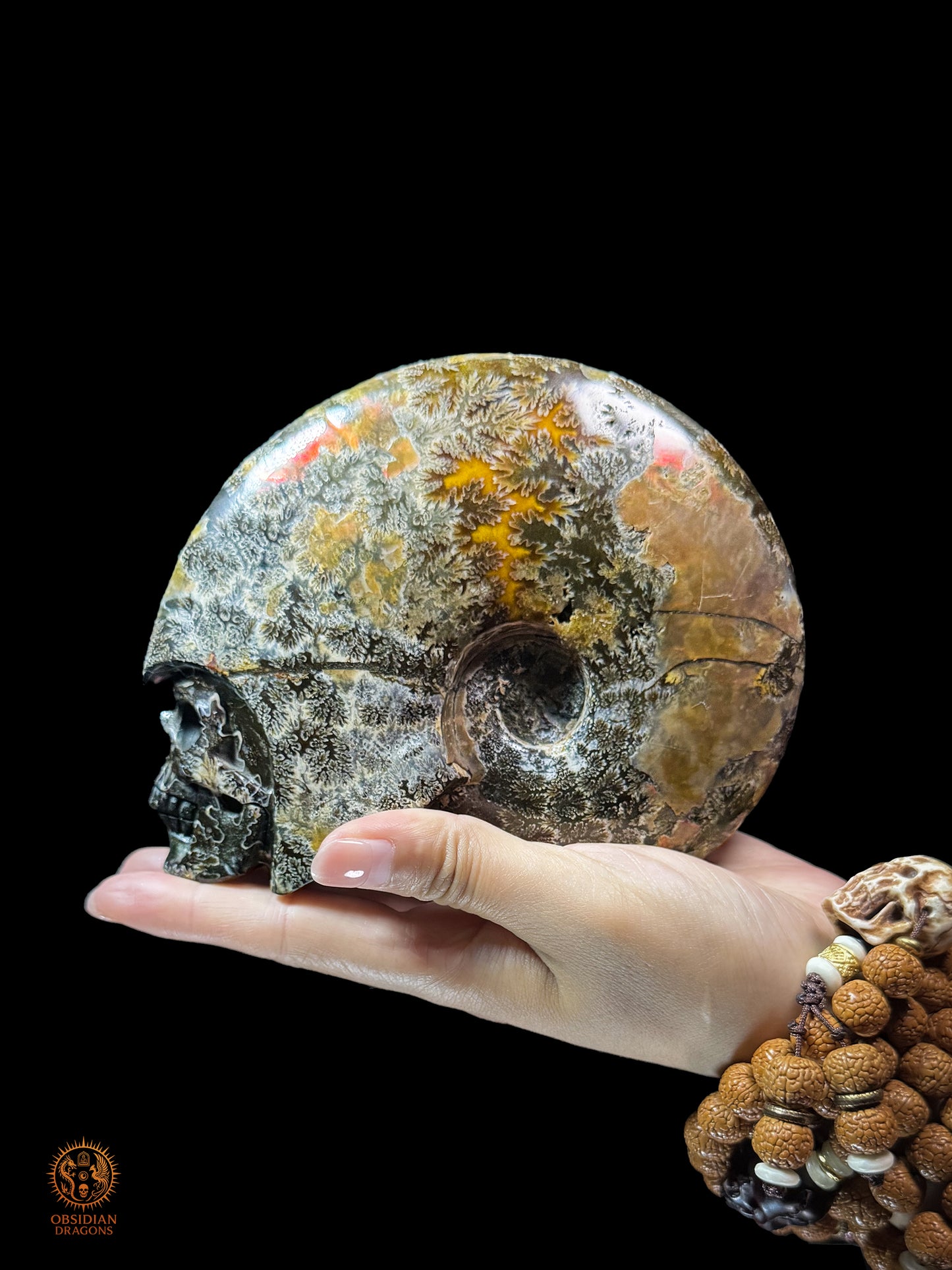 Crâne en ammonite fossile Cleoniceras de Madagascar - Unique