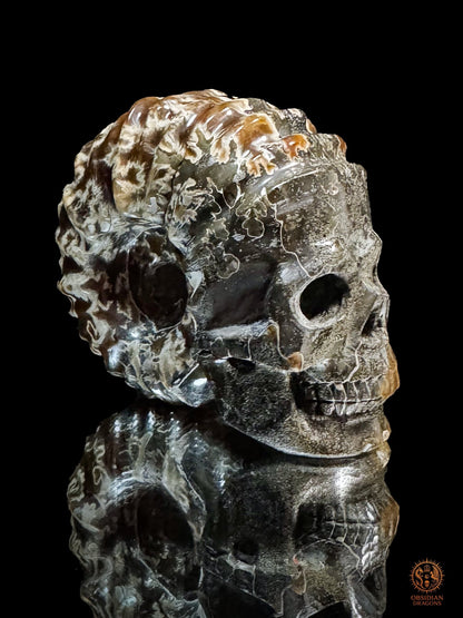 Crâne en ammonite fossile Douvilleiceras de Madagascar