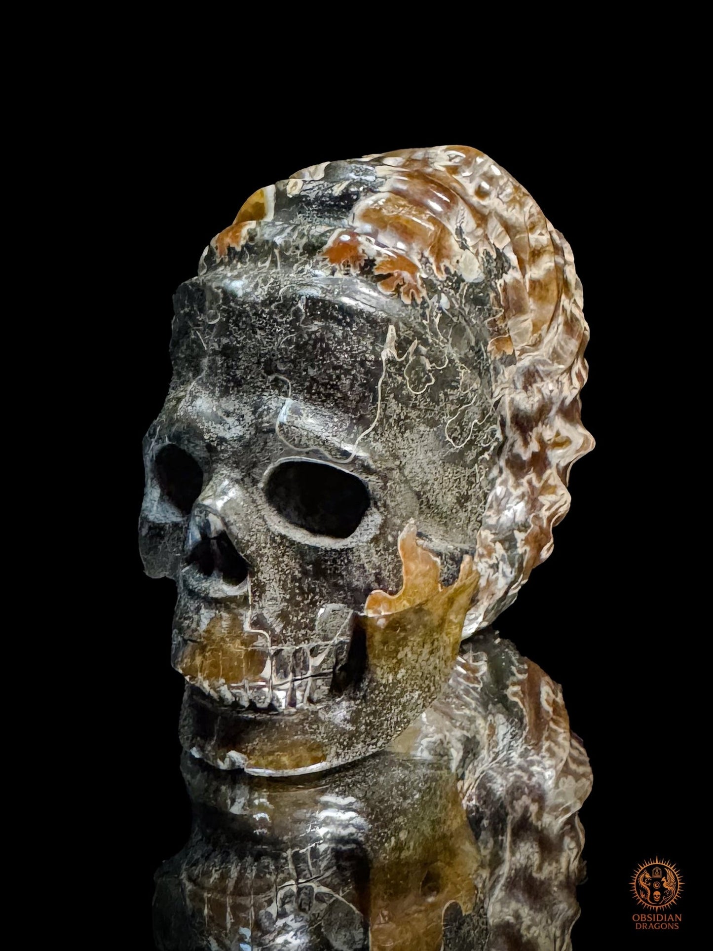 Crâne en ammonite fossile Douvilleiceras de Madagascar