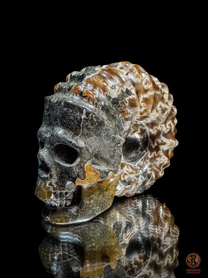 Crâne en ammonite fossile Douvilleiceras de Madagascar