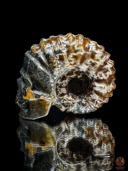 Crâne en ammonite fossile Douvilleiceras de Madagascar