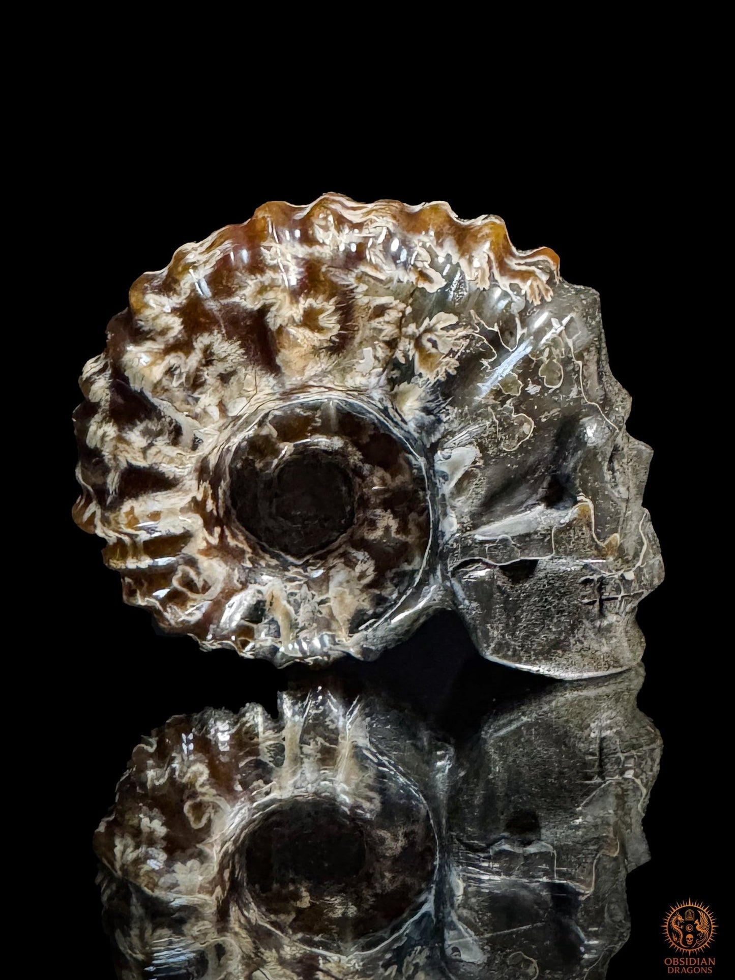 Crâne en ammonite fossile Douvilleiceras de Madagascar