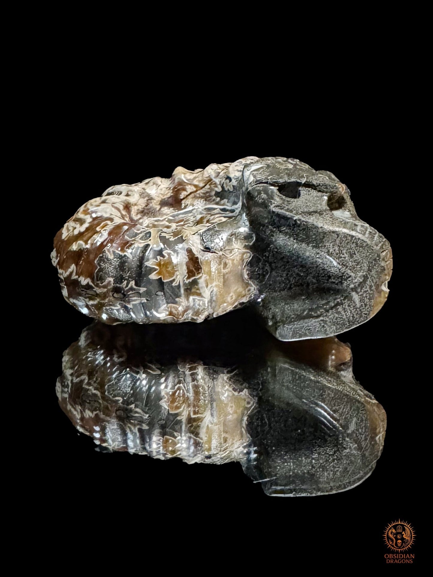 Crâne en ammonite fossile Douvilleiceras de Madagascar