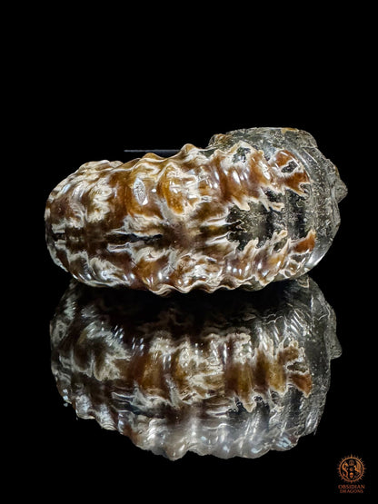 Crâne en ammonite fossile Douvilleiceras de Madagascar