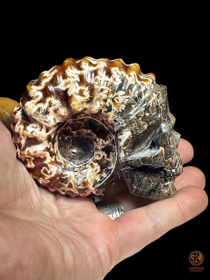 Crâne en ammonite fossile Douvilleiceras de Madagascar