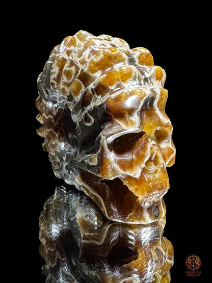 Crâne en ammonite fossile Douvilleiceras du Crétacé - rare