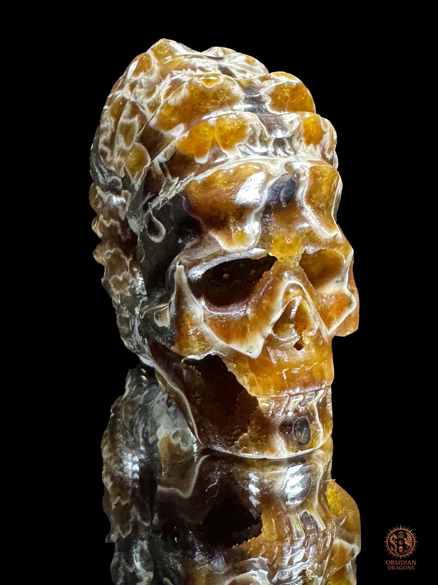 Crâne en ammonite fossile Douvilleiceras du Crétacé - rare