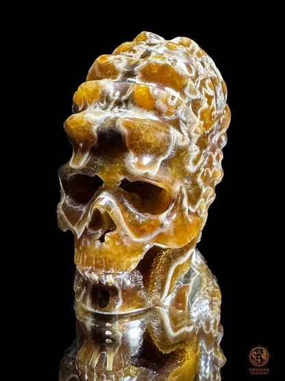 Crâne en ammonite fossile Douvilleiceras du Crétacé - rare