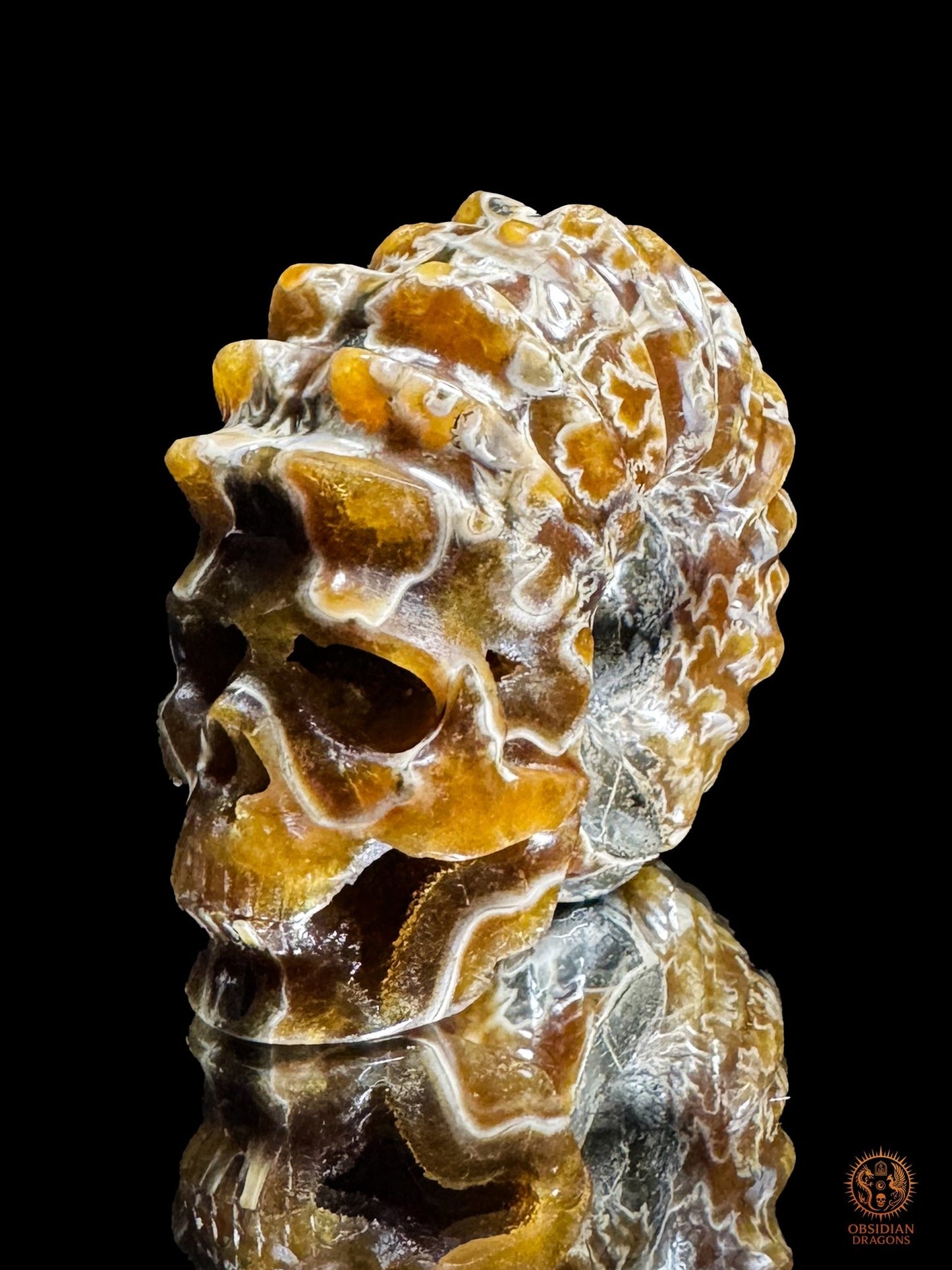 Crâne en ammonite fossile Douvilleiceras du Crétacé - rare