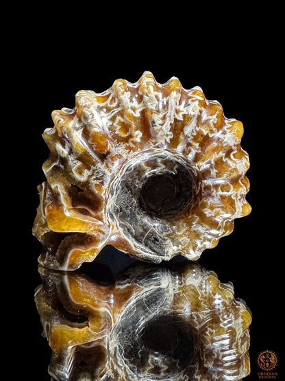 Crâne en ammonite fossile Douvilleiceras du Crétacé - rare