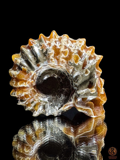 Crâne en ammonite fossile Douvilleiceras du Crétacé - rare