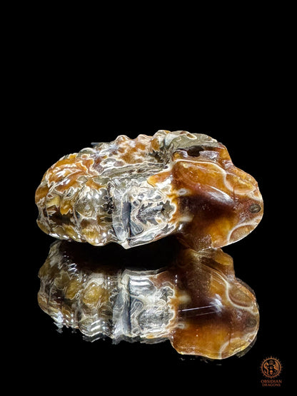 Crâne en ammonite fossile Douvilleiceras du Crétacé - rare
